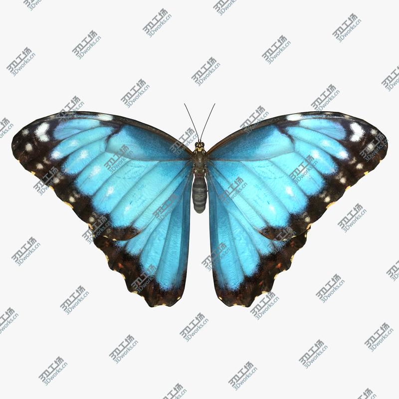 images/goods_img/2021040164/3D Common Morpho Butterfly model/1.jpg